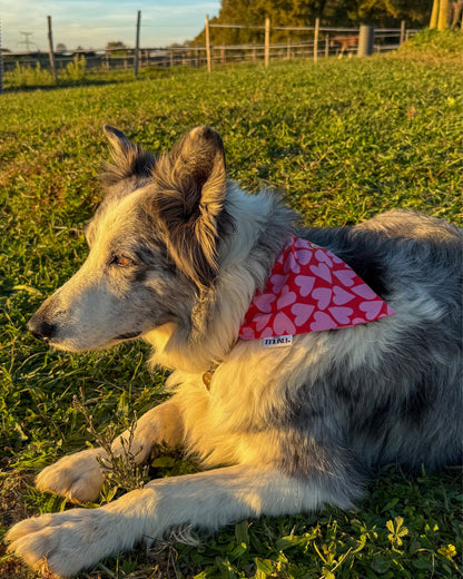 Bandana pour chien